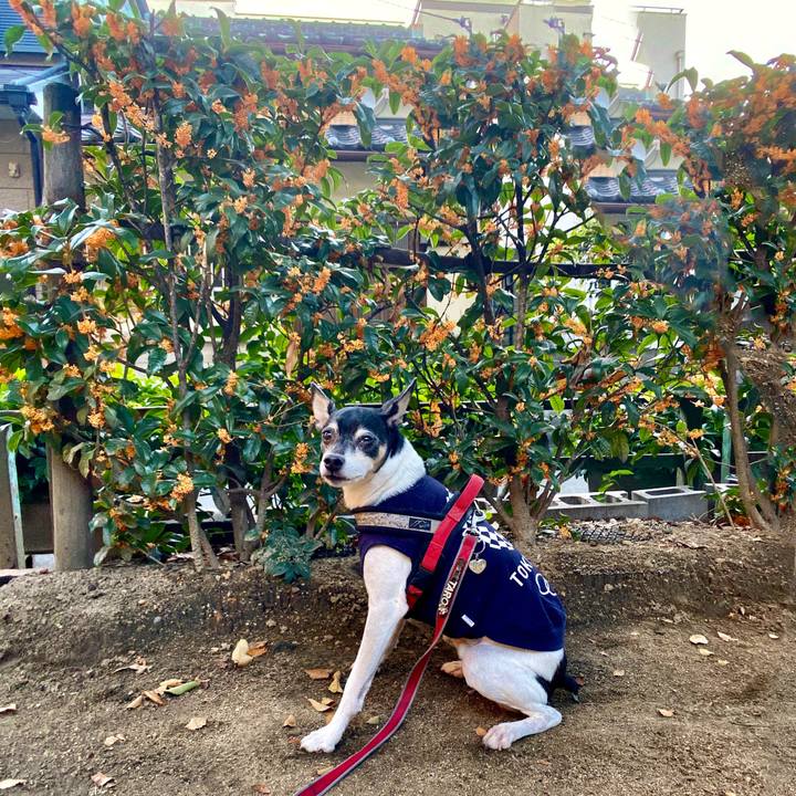 B8e63b0e 81b5 40d5 b9d2 5e69a3135ae1 1603232095791