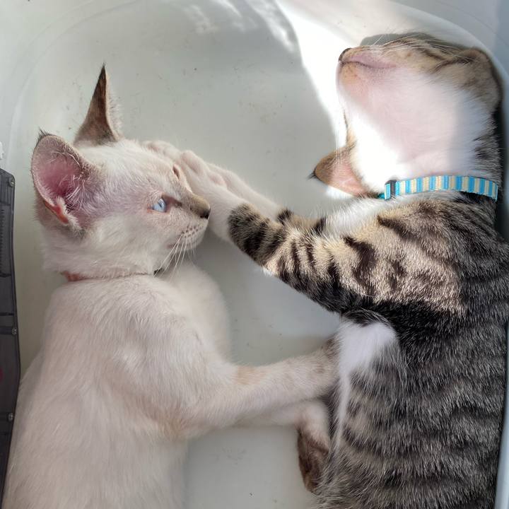 B8eb676f cba3 42e5 8ad0 85b0dd094ffc 1628945655572