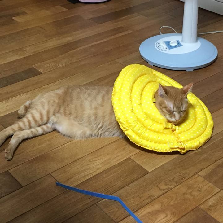 B8ee4a78 4e95 48b0 84af aa20944e8708 1530090448635