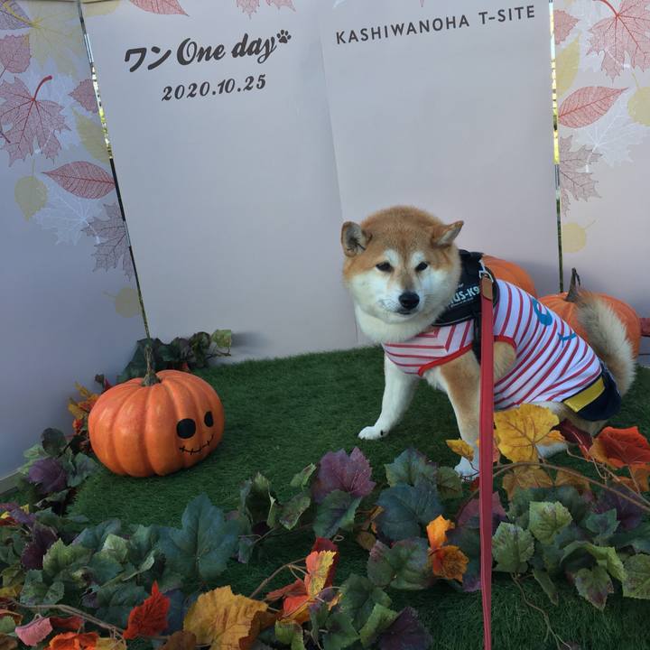 B8eeb1ed c010 4c59 badd b64e0daddfa0 1603592926593