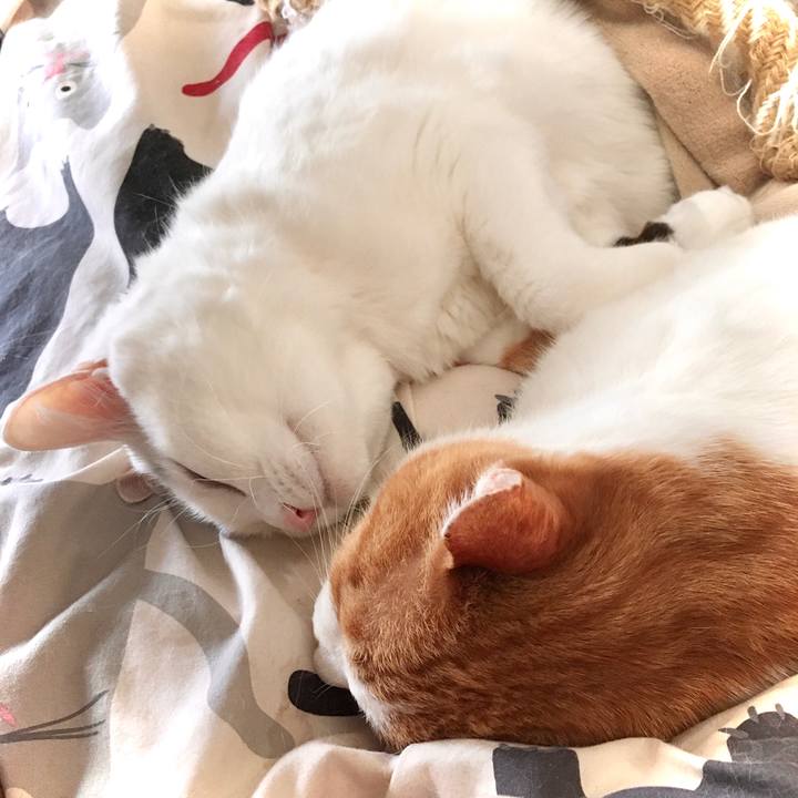 B8f09f5b 7a96 4cd2 a1f7 96e988eed202 1587710344389