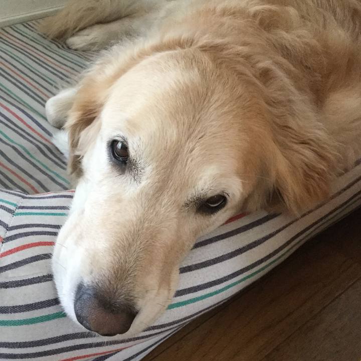 B8f16b4a f081 46f6 a923 843cbf263d73 1508216860222