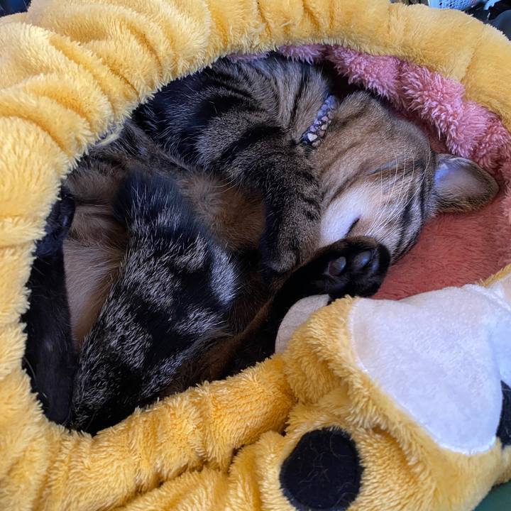 B8f19018 4cc6 44cd b317 6902da09b004 1606352977431