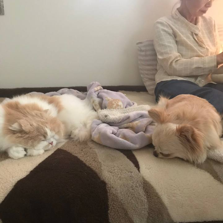 B8f4a4cf cf0d 466f b853 03c37c356d1b 1588601095137