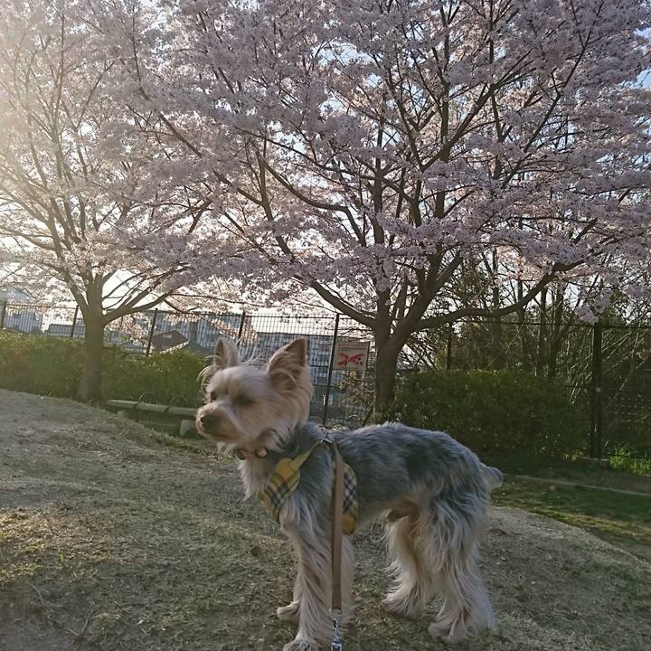 B8f93939 a869 4b90 81dc d18dc52b759a 1522363280825