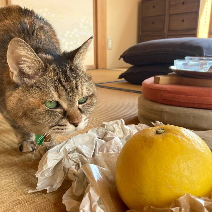 B8fd5c15 1a90 4f52 970c 16d464040f81 1616379770254