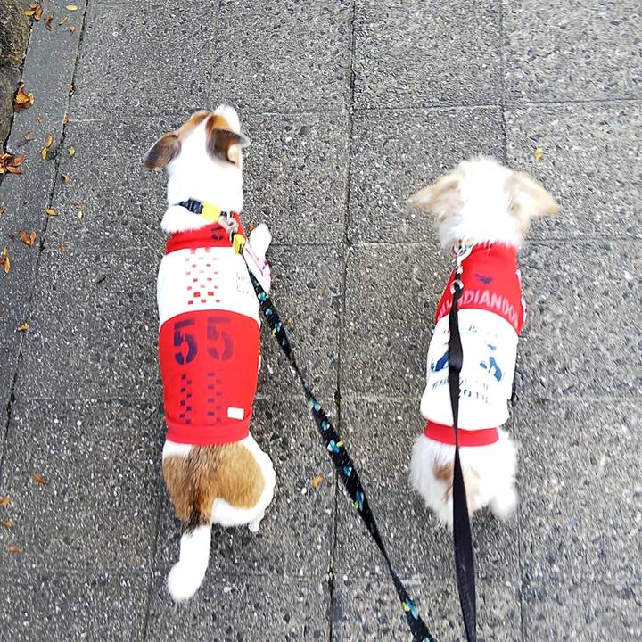 B9001f53 56aa 4fdc 9c09 76a8eb3c70b1 1541835114597