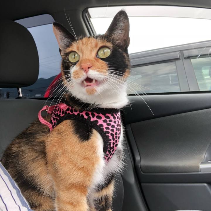 B9006ae6 fa42 4000 82ce 2b79f23c489f 1536291764668