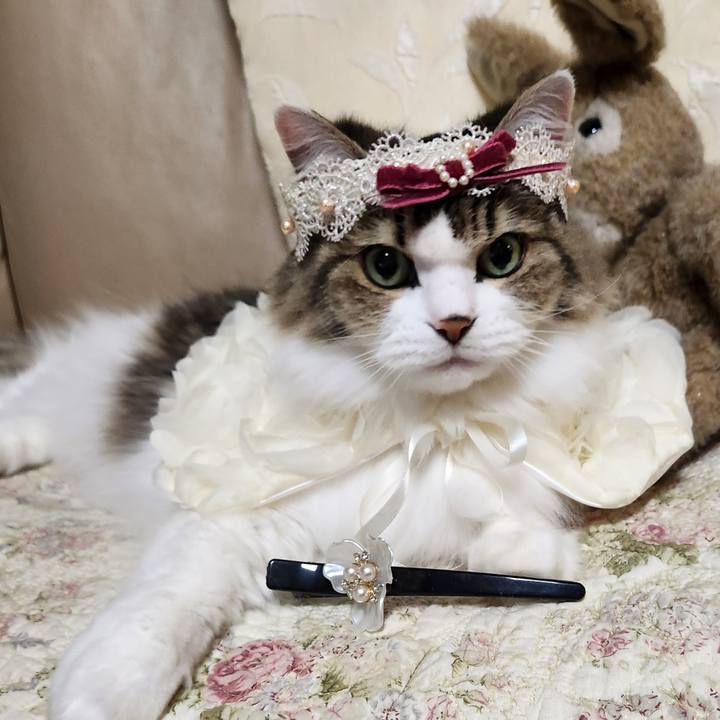 B901c740 c317 4b27 9252 272bc5567ad6 1733741396163