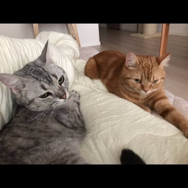 B9022534 1484 429c a6dd 4d24623c4f74 1528235718072