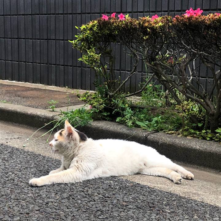 B903e0f6 d62c 41cf a812 20f4de414f5e 1589721867107