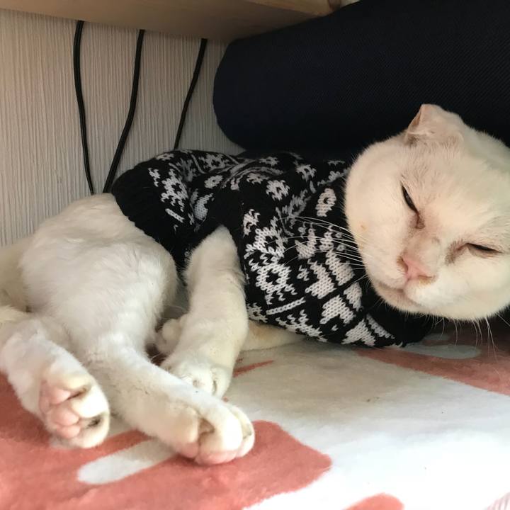 B90d0a79 c2f7 44ff aebf 2785f58b101f 1514694890244