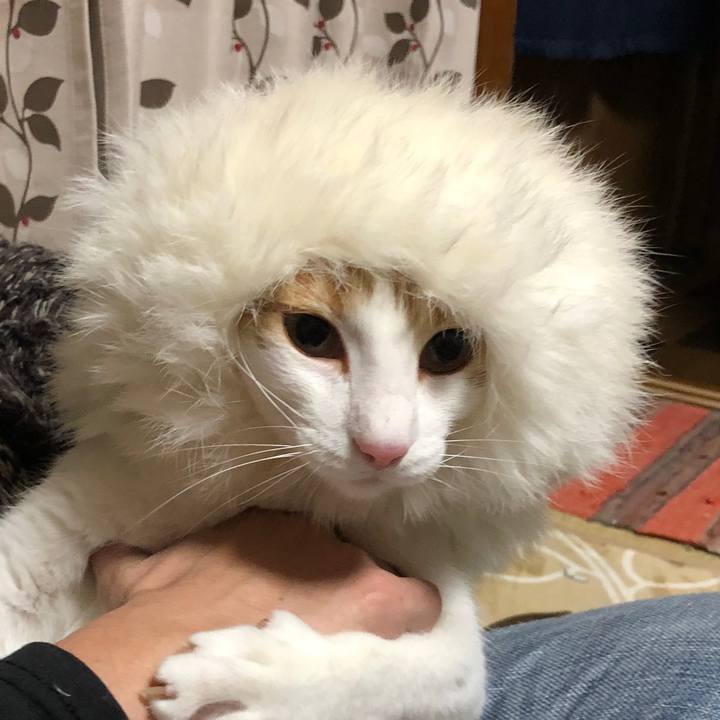 B90d815f ed77 4fa6 a0b4 5f42314201ce 1544356080578