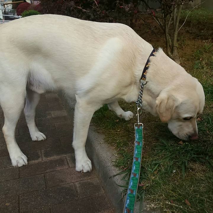 B9162456 e230 4890 b2fa fd77826b4f93 1510305939579