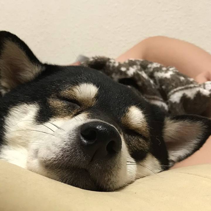 B918ada2 52f3 4e37 91d9 f9b02bb1db8e 1549725685433