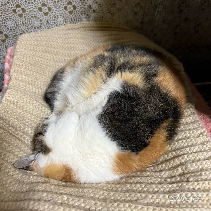 B919c3f9 ed01 4214 b2df ac19586c04fb 1768862520480