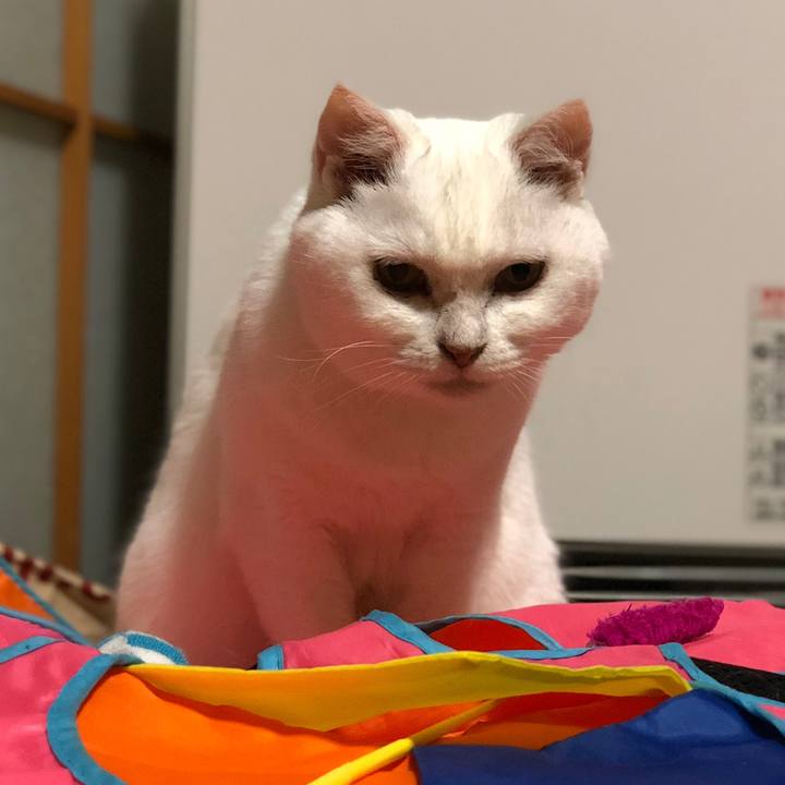 B91f6b96 b0cc 41e9 b511 1391836d9c8b 1532616648435