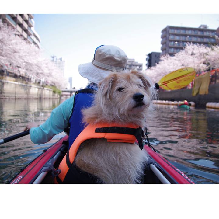 B91fc52d b9dc 49b8 91a5 c148f084904d 1554535596034