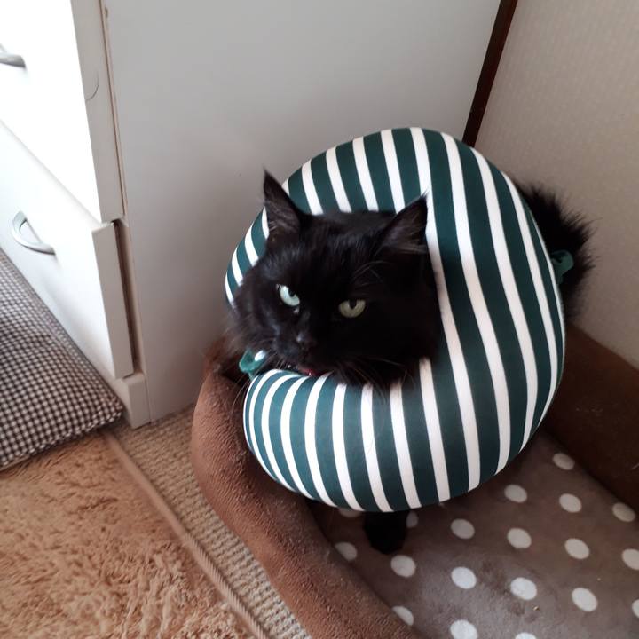 B9220de0 4062 4085 91a4 57939c3c81da 1517368157204