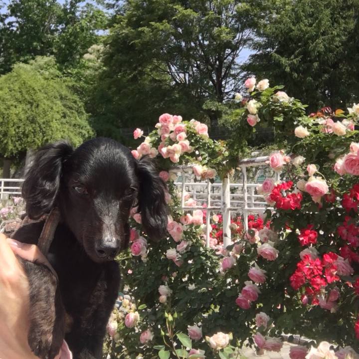 B923b5b9 c44a 4806 943b 79b38e6ac1fc 1526423442159