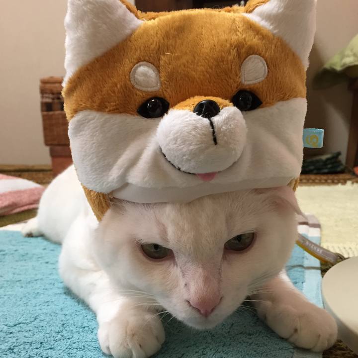 B92900d3 9687 478b 8718 132b161954a3 1510753845271