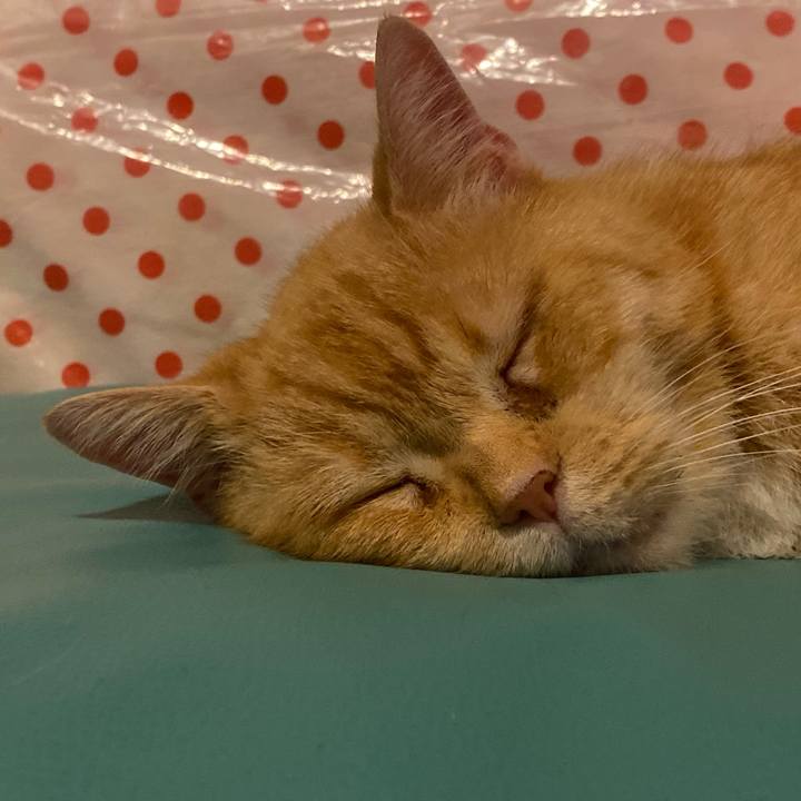 B92ac67c 9350 4275 88d0 9848f8d7fea0 1639333831466