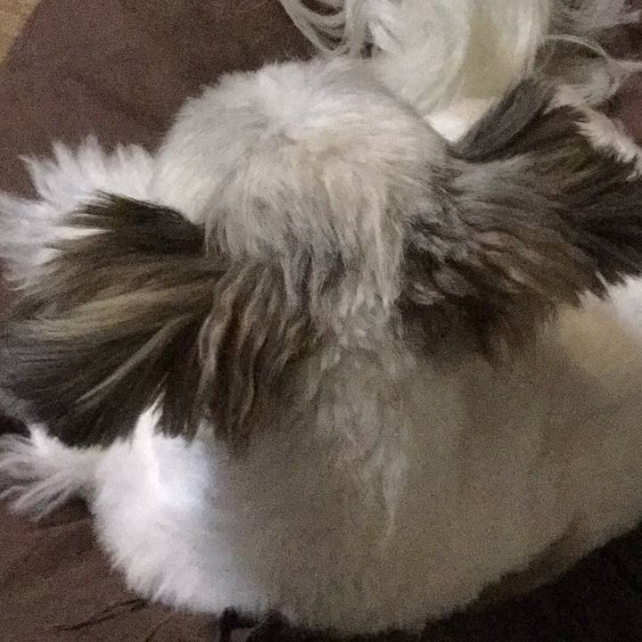 B92cbc39 987e 44f8 8e7d b68ffaf819b0 1507814358828