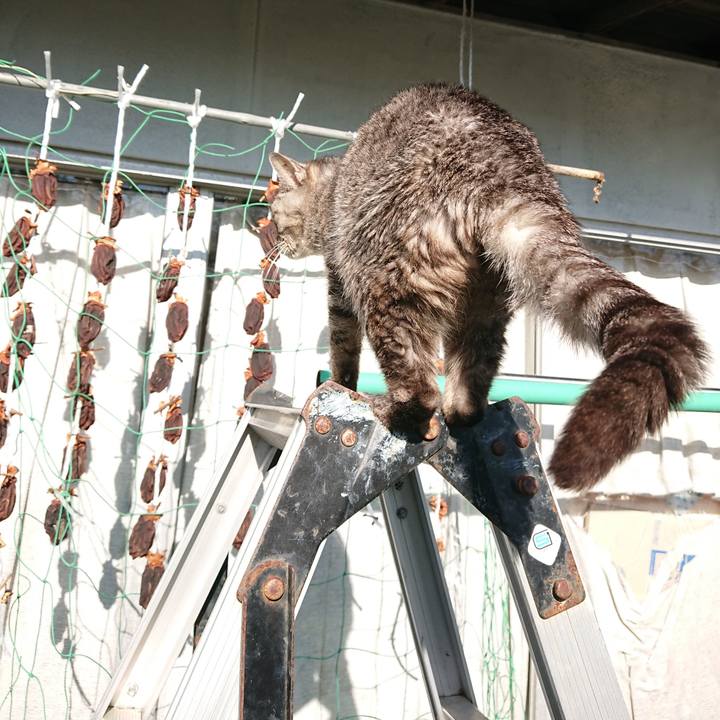 B92ede33 1c07 4424 b755 a475c751a399 1576292859113