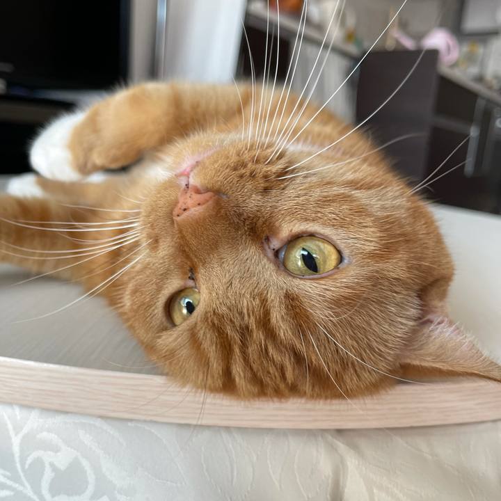 B92f0986 55b2 46dd a10d ee4372eae4db 1634352353813