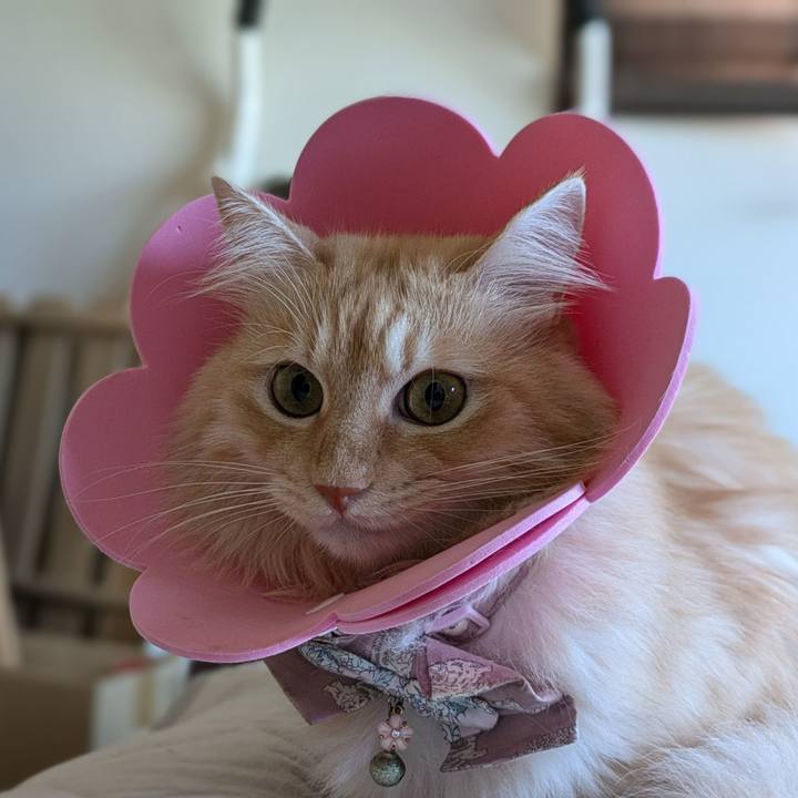 B93095ca e924 4d0c 8eea 9f2259abbed9 1726377847105