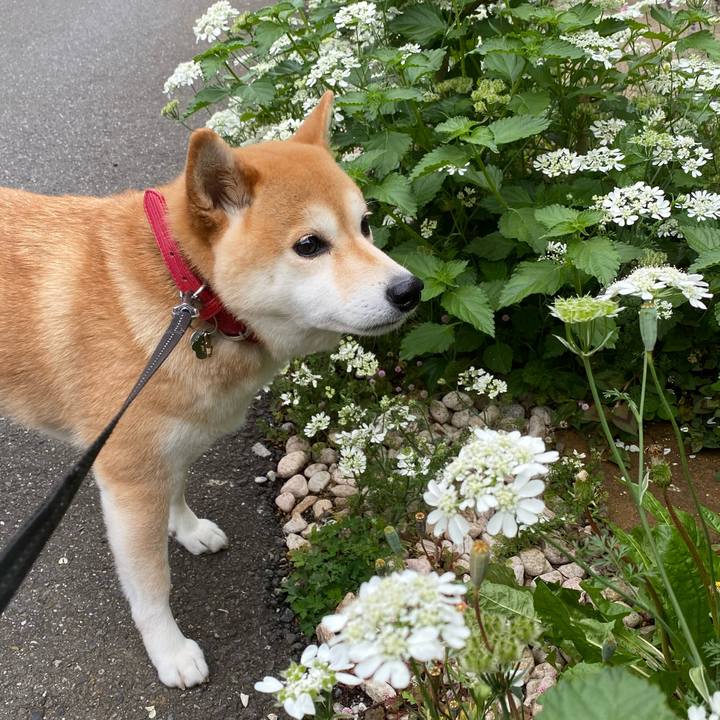 B931b317 f7d3 4527 8fff 2d2a17ae9369 1590414750267