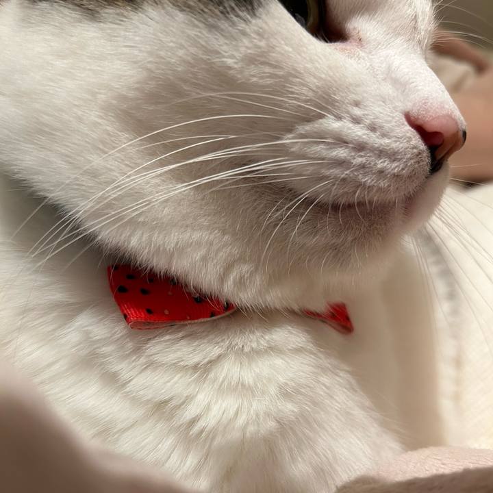 B9355226 3b6d 4a3f 93cf 9748511661e5 1761666722353