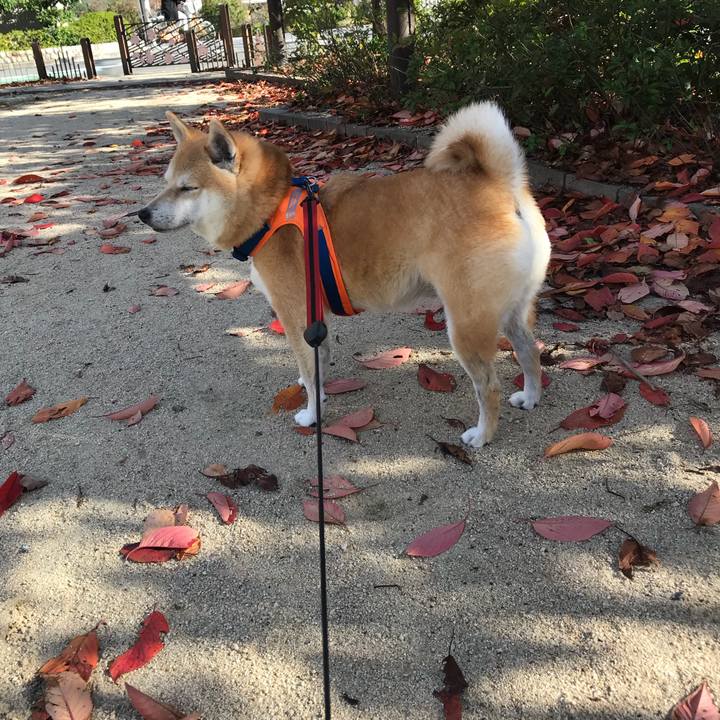 B9374e5e 9f8f 4bb2 99b2 c9b3f7600ca1 1510837650709