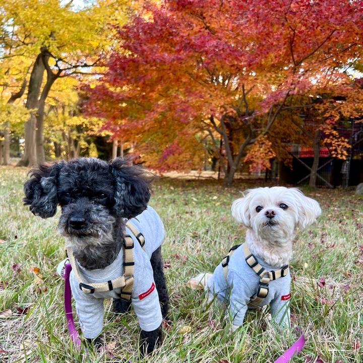 B938511b 7dc2 4530 b9b5 570a38d32827 1763367333263