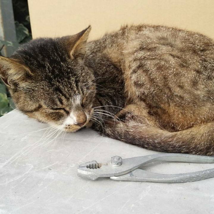 B93e147a 9082 468a 9bfa 54b06e60d8cc 1510632268676