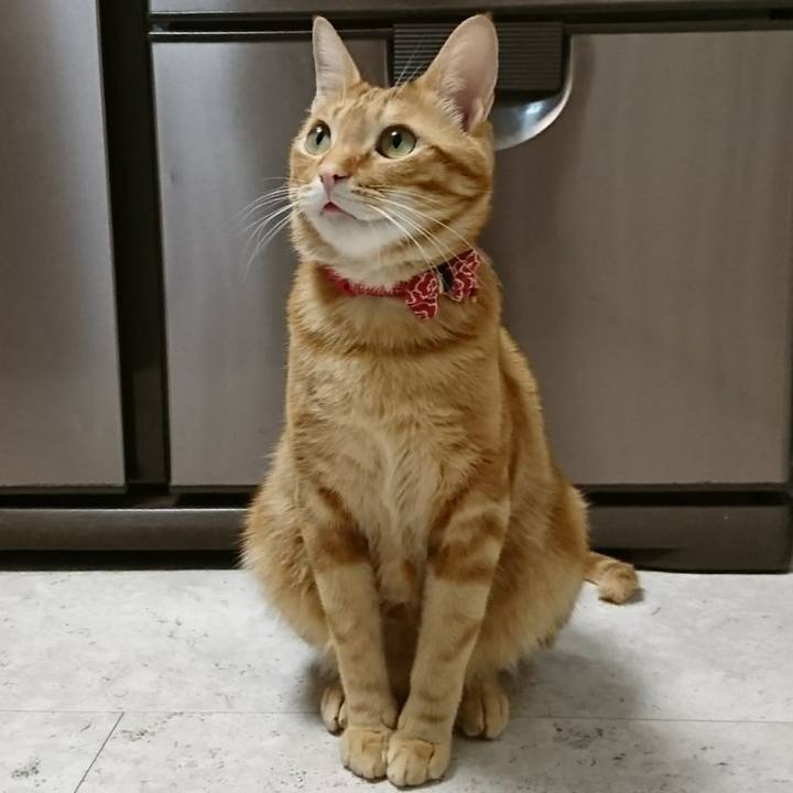 B942af88 63cf 41af 938f dcd08d99f70d 1519218100644