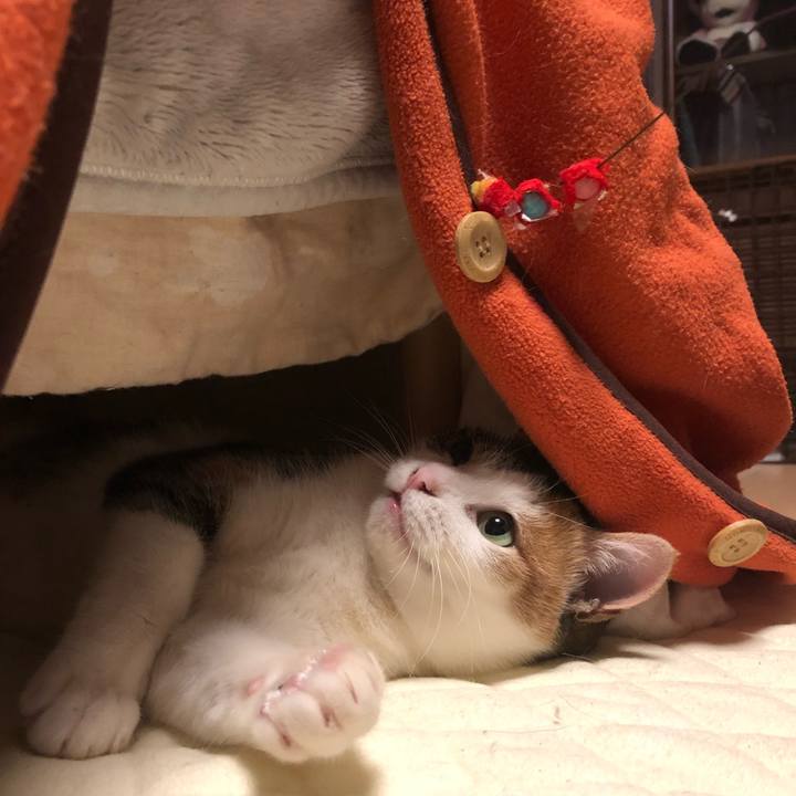 B945e6d1 daee 426e 9848 c8d527d84665 1581590035286