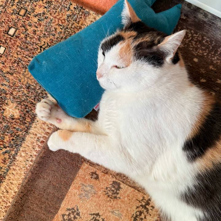 B945fe22 359b 4ad3 9668 3722141908e4 1738896832054