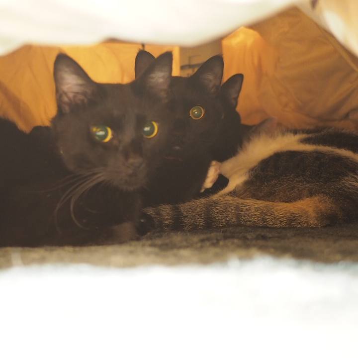 B946c2dc 73d8 42fb b968 142349e4371e 1541339574086