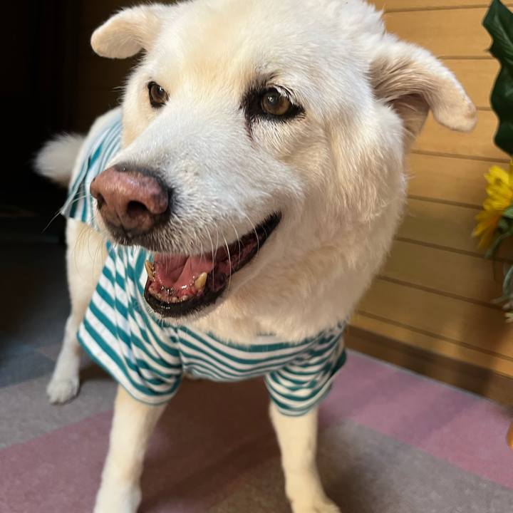 B94ab68f c53d 4600 a2e5 7ba380dcf730 1762384552459