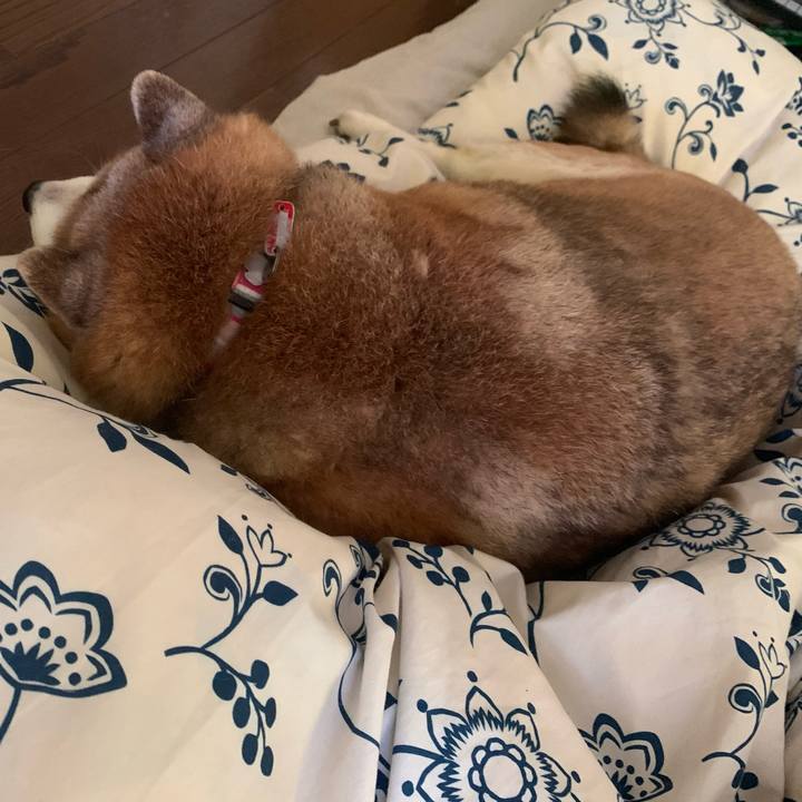 B955f17b 2368 4f0a 9b5c 0b76f0893367 1620025388423