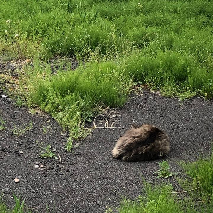 B9562f96 3ab4 4a38 a45c 9ade7e2a8119 1555679811855