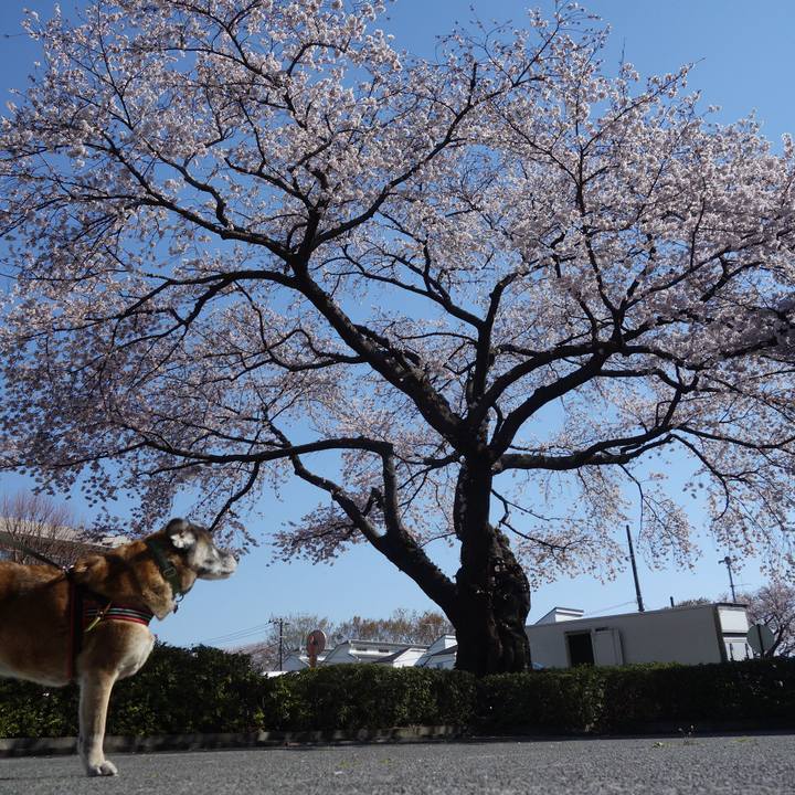 B9585dfa 8370 4be5 8bea 2c85375e19c0 1554252362398