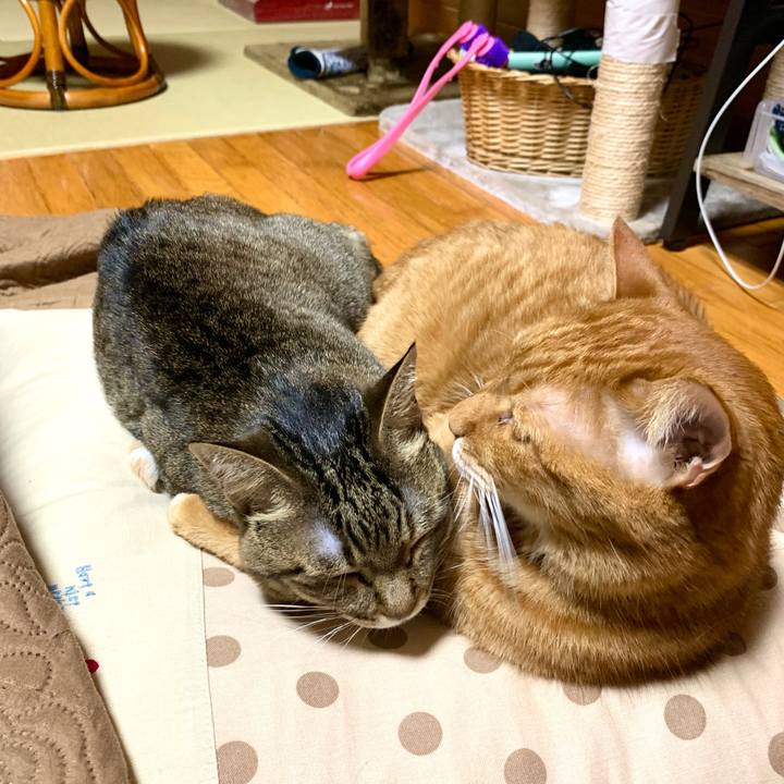 B95e8c28 4f9f 450d aced 7d208e292c5a 1588588326154