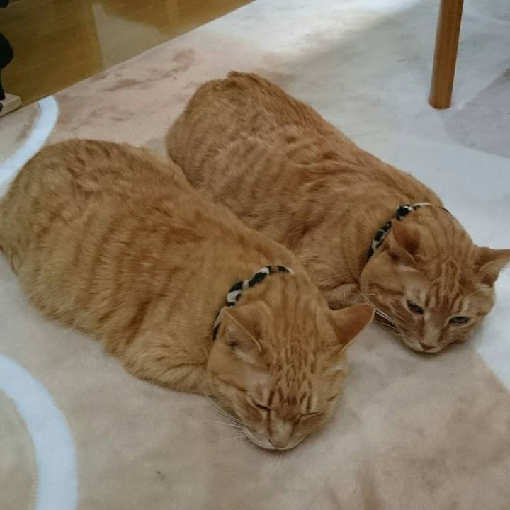 B967714c 5002 4b78 a134 5ce124a7d7ae 1549353490240