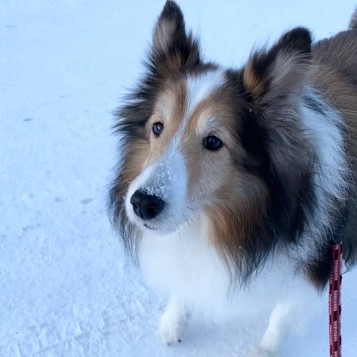 B96c4677 8c62 4a4d 8bd9 5d46fbc61220 1575544215582