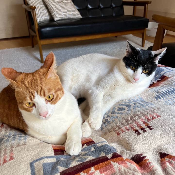 B96cb755 652c 4b98 8274 7b2335b96c1d 1771984180822