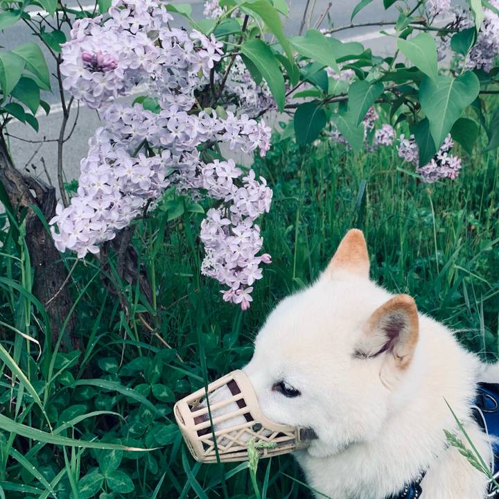 B96de0ad 046a 41c0 b0ff eb488b33f7c9 1622323921767