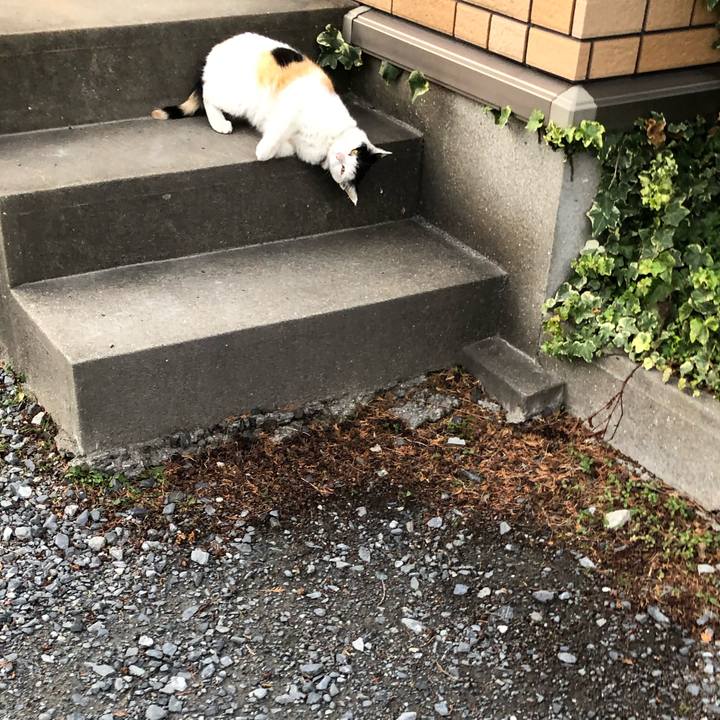 B96e9618 cb40 4493 bfd8 a38af0158e4a 1614380867214