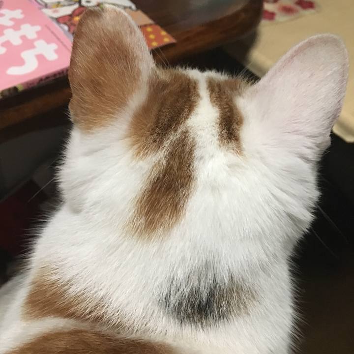 B9708a56 e1de 42b2 a7d4 65ac6358cce7 1515322096348